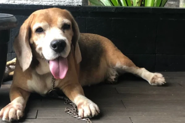 dog collagen supplement: why collagen is important for dogs