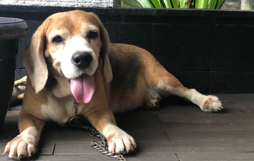 dog collagen supplement: why collagen is important for dogs