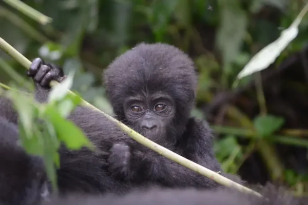 Exploring the Wild: Gorilla Tracking on Uganda Safari Adventures