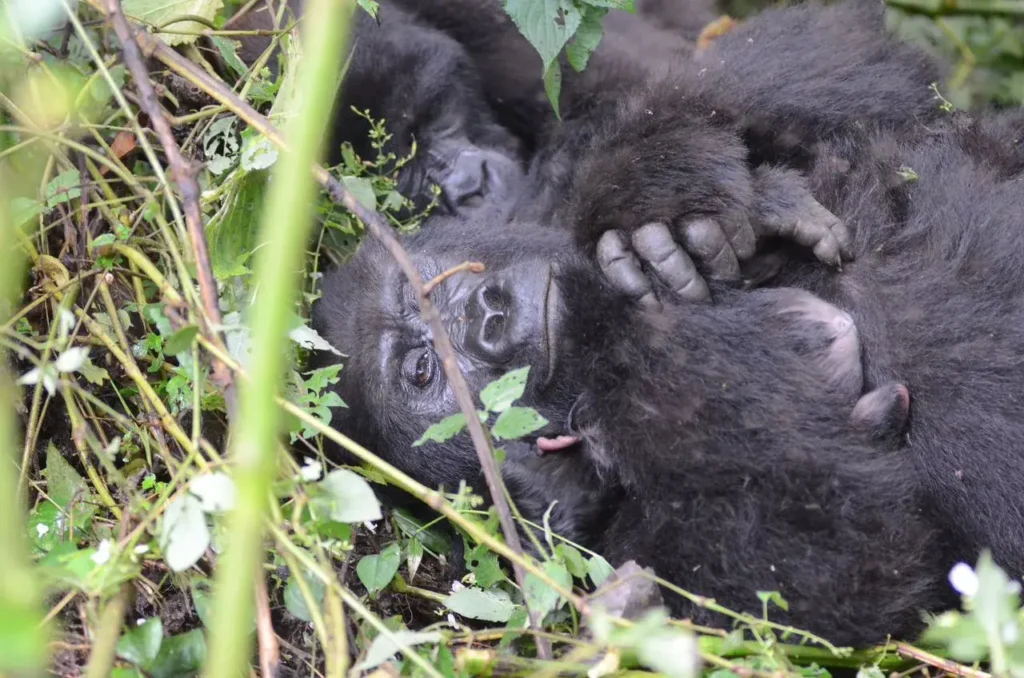Exploring the Wild: Gorilla Tracking on Uganda Safari Adventures
