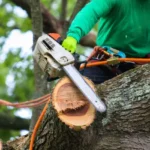 Tree Service Companies in Gainesville, FL
