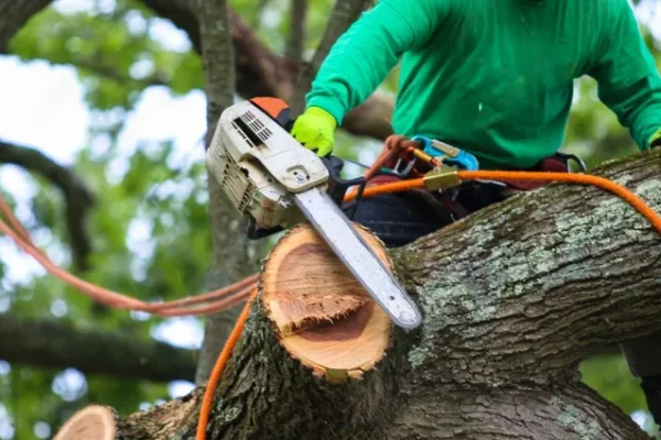 Tree Service Companies in Gainesville, FL