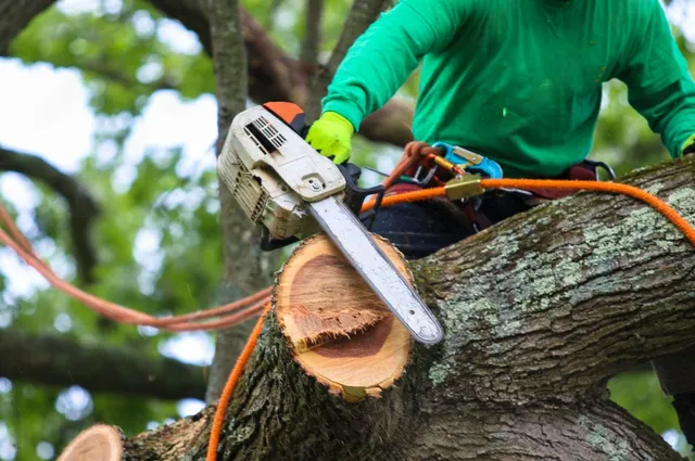 Tree Service Companies in Gainesville, FL