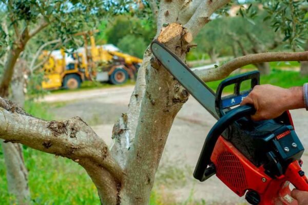 10 Tree Service Companies in Waterford, MI