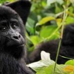 Wild Heart of East Africa: Uganda Safari and Rwanda Safari with Gorilla Tours Rwanda & Uganda Gorilla Tour Guide
