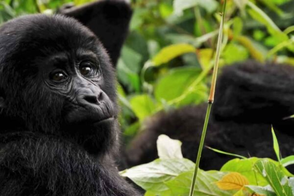 Wild Heart of East Africa: Uganda Safari and Rwanda Safari with Gorilla Tours Rwanda & Uganda Gorilla Tour Guide