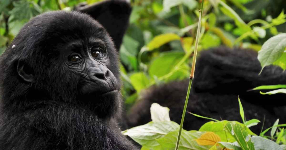 Wild Heart of East Africa: Uganda Safari and Rwanda Safari with Gorilla Tours Rwanda & Uganda Gorilla Tour Guide