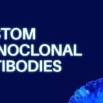custom monoclonal antibodies