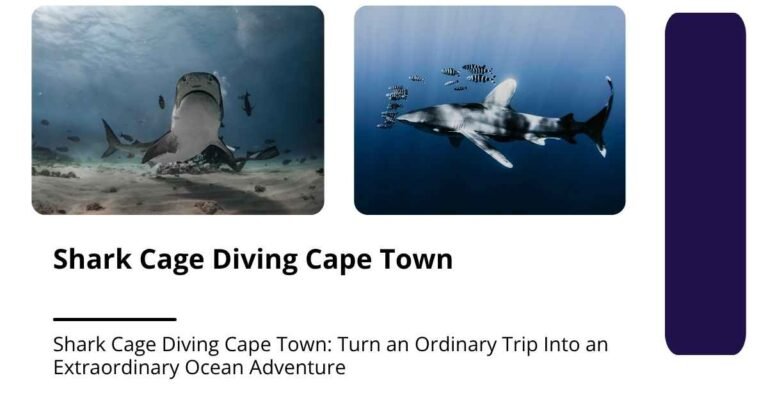 Shark Cage Diving Cape Town