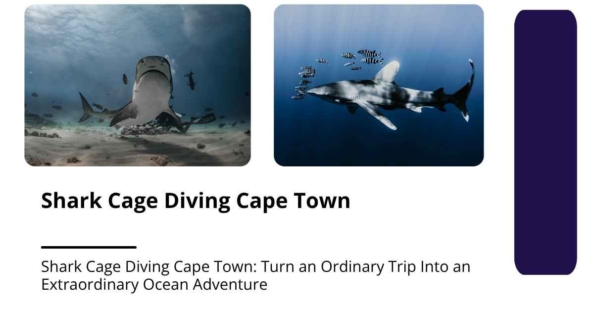 Shark Cage Diving Cape Town