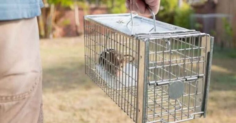 Rodent Removal