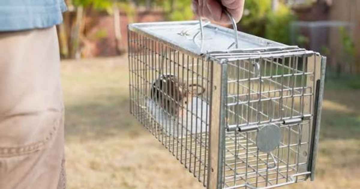 Rodent Removal