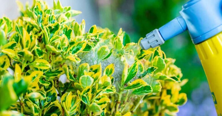 Shrub Treatments