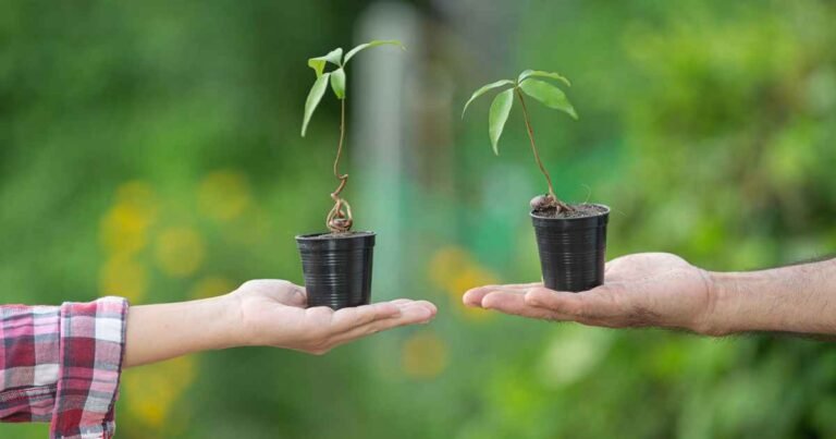 Healthy Plant Growth