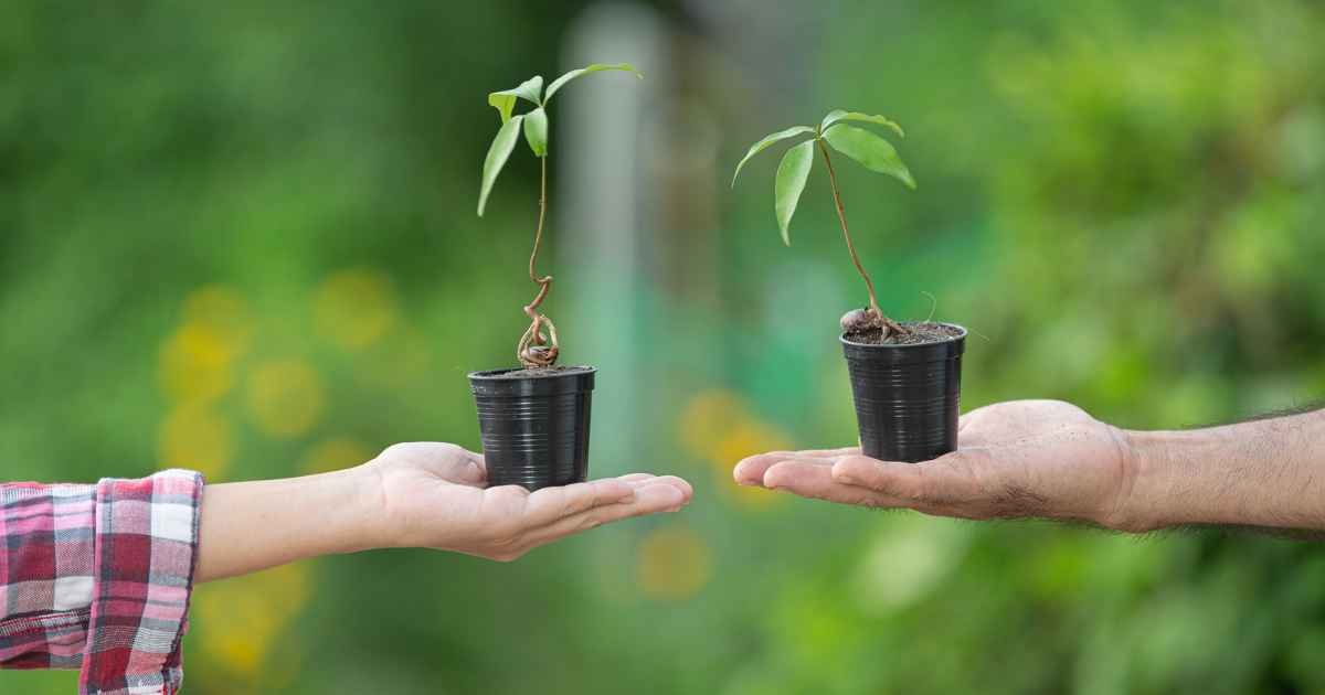 Healthy Plant Growth