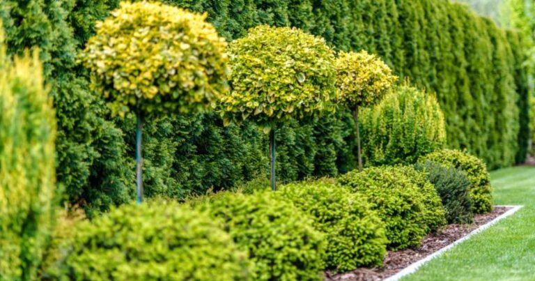 Trees, Gardens and the Outdoor Jobs Most Homeowners Leave Too Long