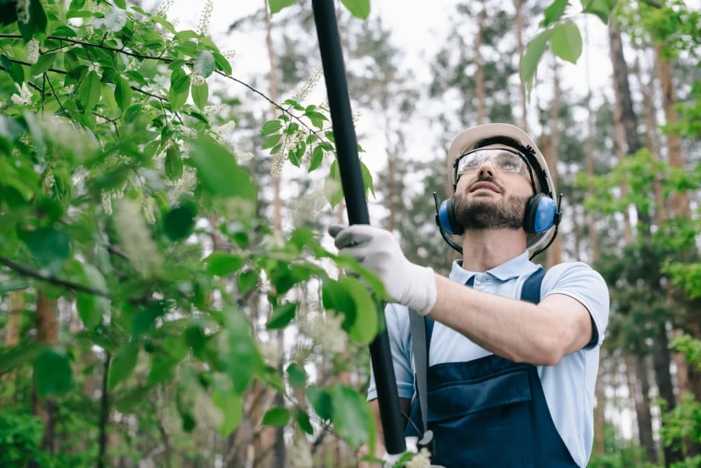 Why Hiring Certified Arborists Matters for Safe Tree Work